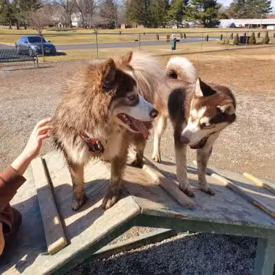 Hamilton Dog park - Hamilton Township, NJ