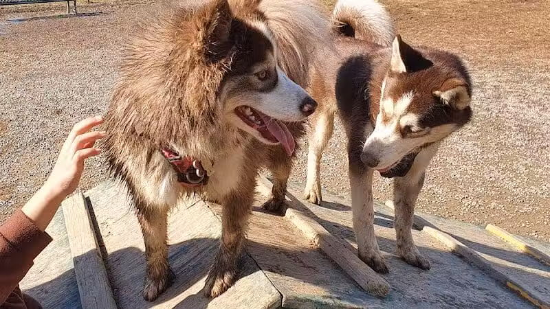 Hamilton Dog park - Hamilton Township, NJ