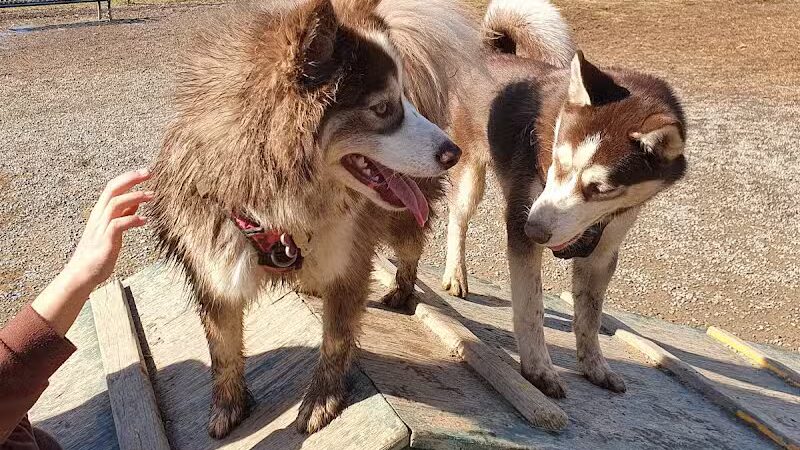 Hamilton Dog park - Hamilton Township, NJ