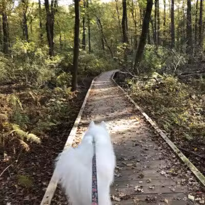 Hamilton Dog park - Hamilton Township, NJ
