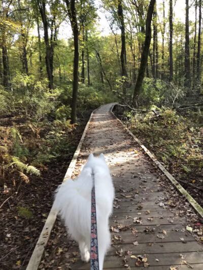 Hamilton Dog park - Hamilton Township, NJ