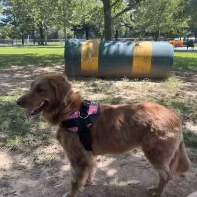 Hamilton Dog park - Hamilton Township, NJ
