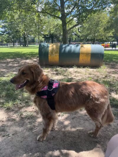 Hamilton Dog park - Hamilton Township, NJ