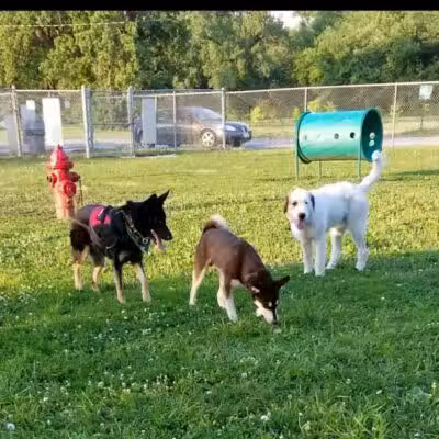 Dempsey Dog Park - Hannibal, MO