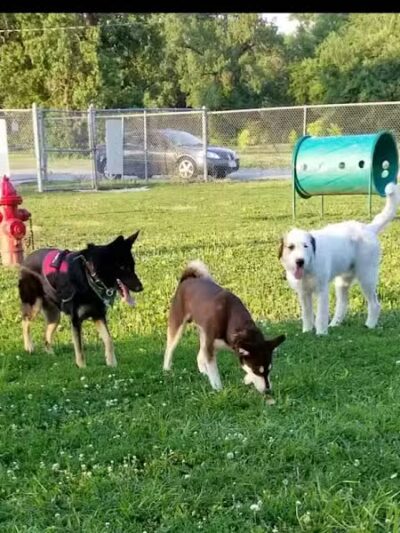 Dempsey Dog Park - Hannibal, MO