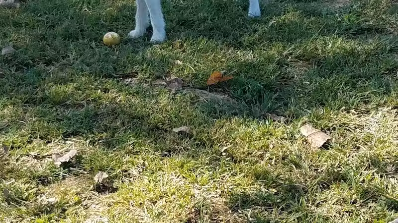 Dempsey Dog Park - Hannibal, MO