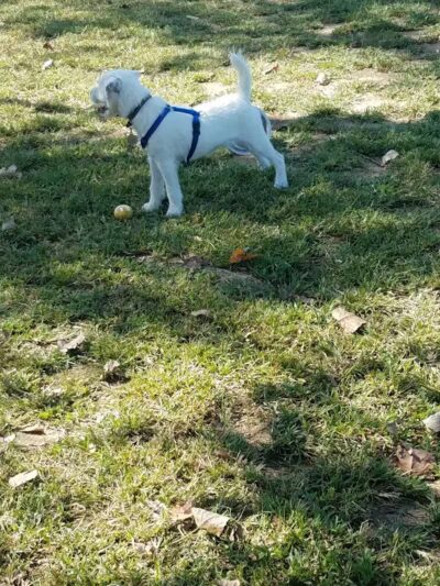 Dempsey Dog Park - Hannibal, MO