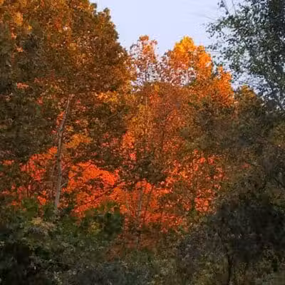 Dempsey Dog Park - Hannibal, MO