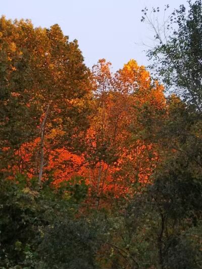Dempsey Dog Park - Hannibal, MO
