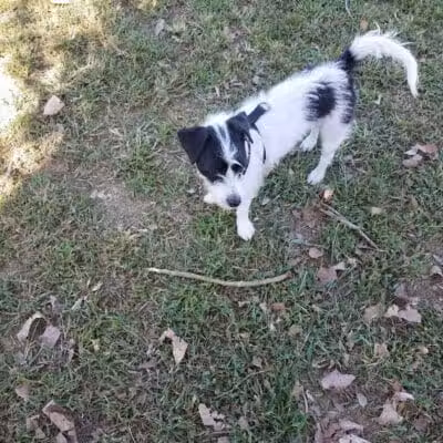 Dempsey Dog Park - Hannibal, MO