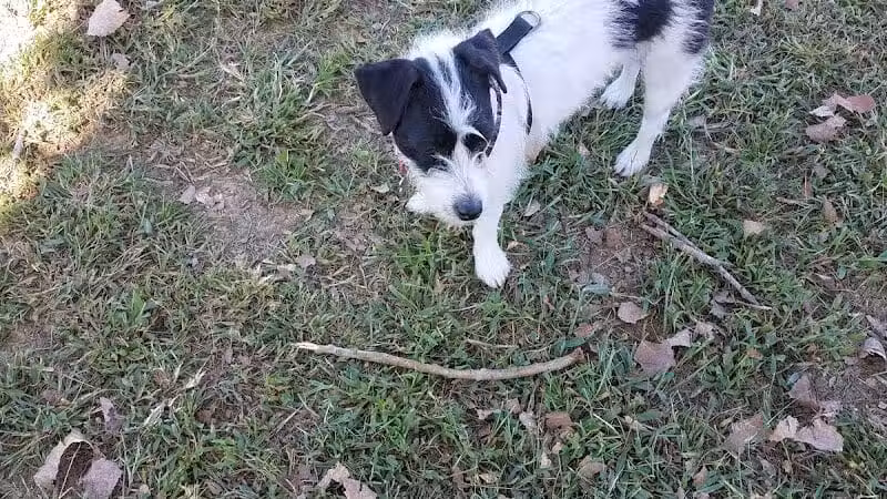 Dempsey Dog Park - Hannibal, MO