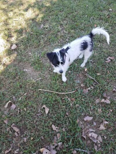 Dempsey Dog Park - Hannibal, MO