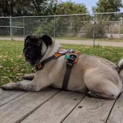 Dempsey Dog Park - Hannibal, MO