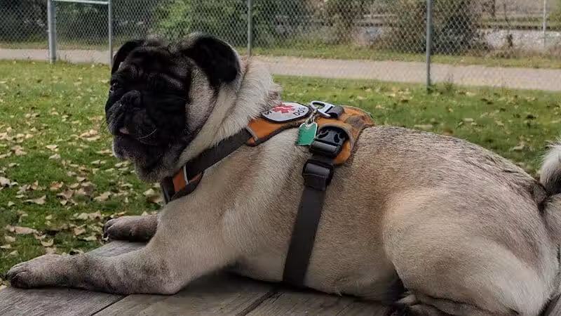 Dempsey Dog Park - Hannibal, MO