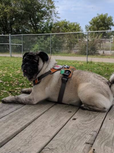 Dempsey Dog Park - Hannibal, MO