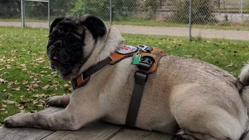 Dempsey Dog Park - Hannibal, MO