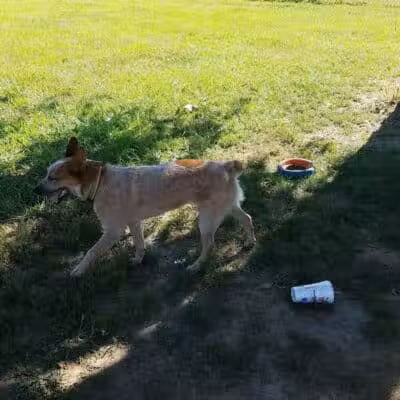 Dempsey Dog Park - Hannibal, MO