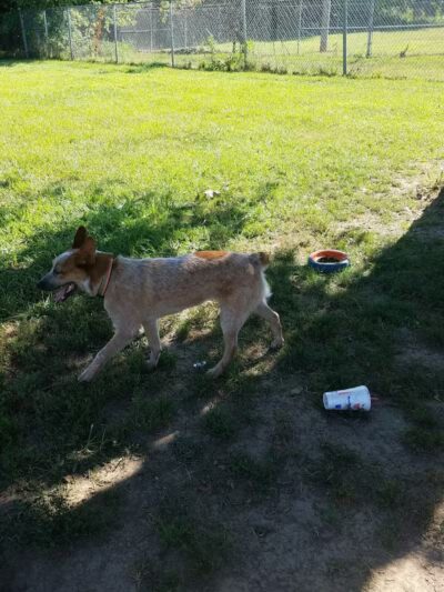 Dempsey Dog Park - Hannibal, MO