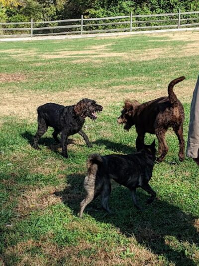 Harrison Dog Park - Harrison, OH