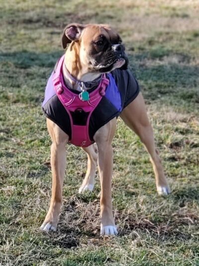 Harrison Dog Park - Harrison, OH