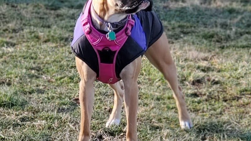 Harrison Dog Park - Harrison, OH