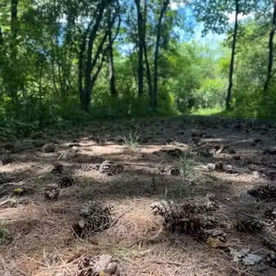 Quail Hollow Park - Hartville, OH