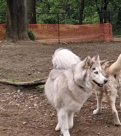 Haverford Reserve Dog Park - Haverford, PA