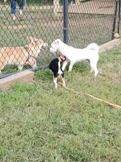 Haverford Reserve Dog Park - Haverford, PA
