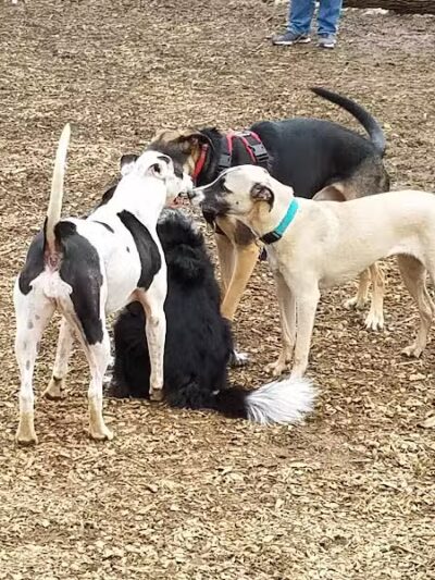 Haverford Reserve Dog Park - Haverford, PA