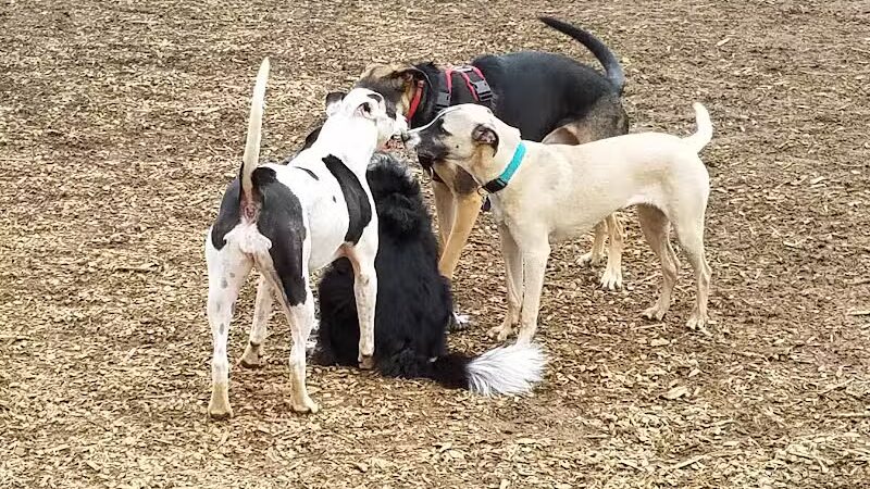 Haverford Reserve Dog Park - Haverford, PA