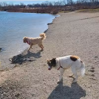 Prairie Oaks Dog Beach - Hilliard, OH