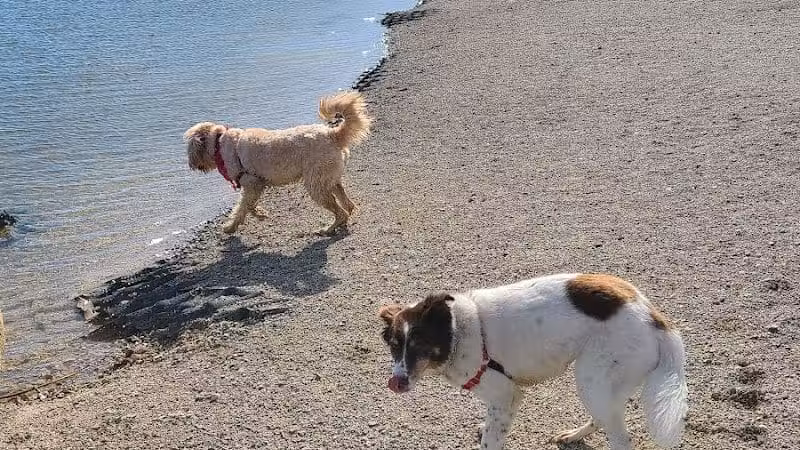 Prairie Oaks Dog Beach - Hilliard, OH