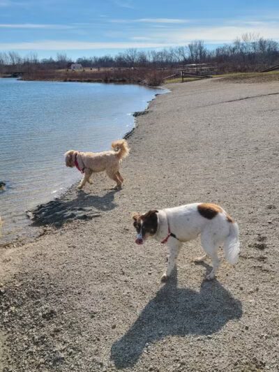 Prairie Oaks Dog Beach - Hilliard, OH