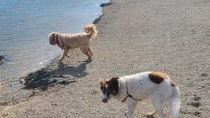 Prairie Oaks Dog Beach - Hilliard, OH
