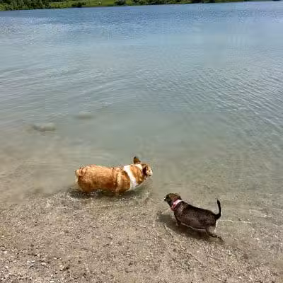 Prairie Oaks Dog Beach - Hilliard, OH