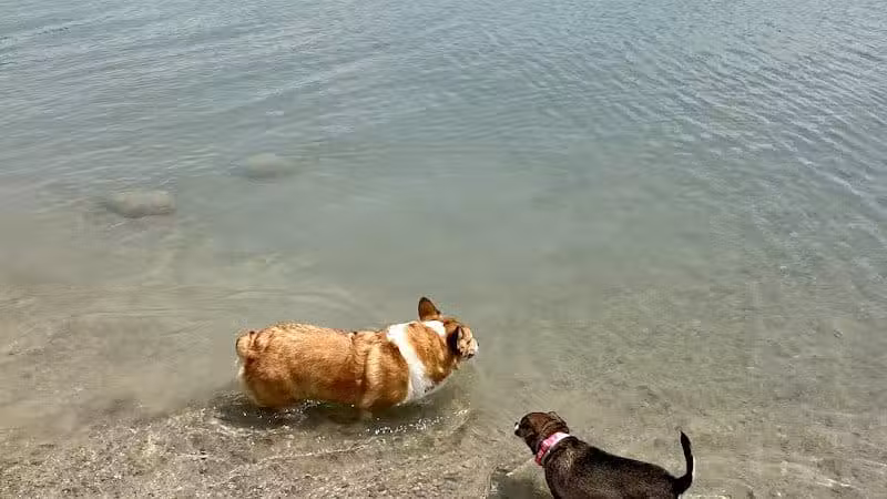 Prairie Oaks Dog Beach - Hilliard, OH