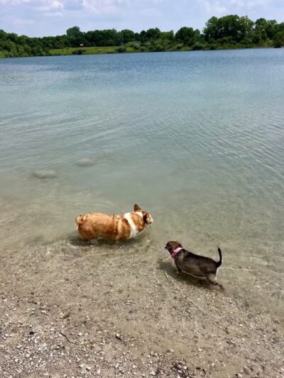Prairie Oaks Dog Beach - Hilliard, OH