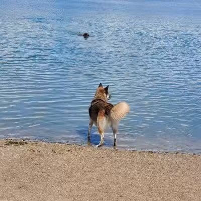 Prairie Oaks Dog Beach - Hilliard, OH