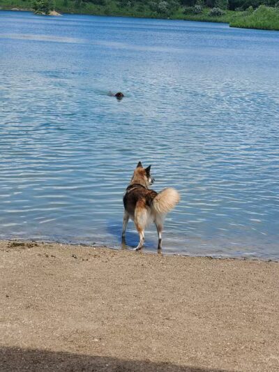 Prairie Oaks Dog Beach - Hilliard, OH