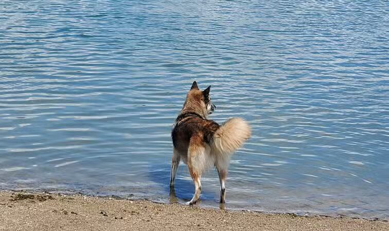 Prairie Oaks Dog Beach - Hilliard, OH