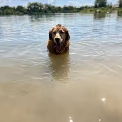 Prairie Oaks Dog Beach - Hilliard, OH