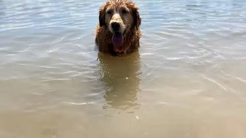 Prairie Oaks Dog Beach - Hilliard, OH
