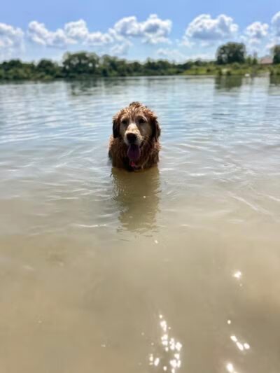 Prairie Oaks Dog Beach - Hilliard, OH