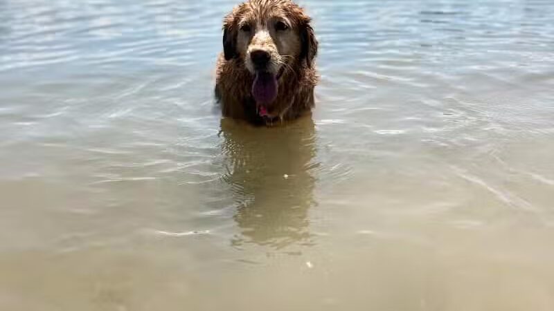 Prairie Oaks Dog Beach - Hilliard, OH