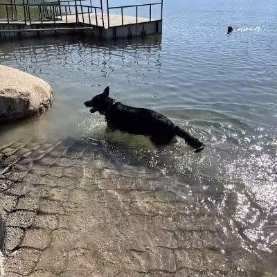Prairie Oaks Dog Beach - Hilliard, OH