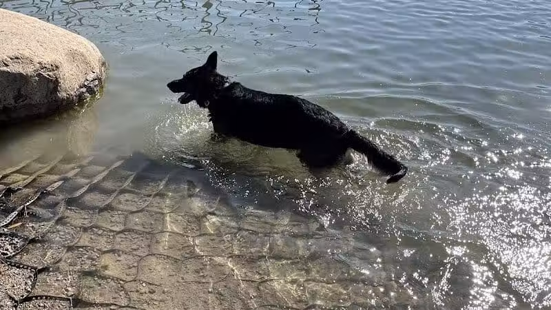 Prairie Oaks Dog Beach - Hilliard, OH