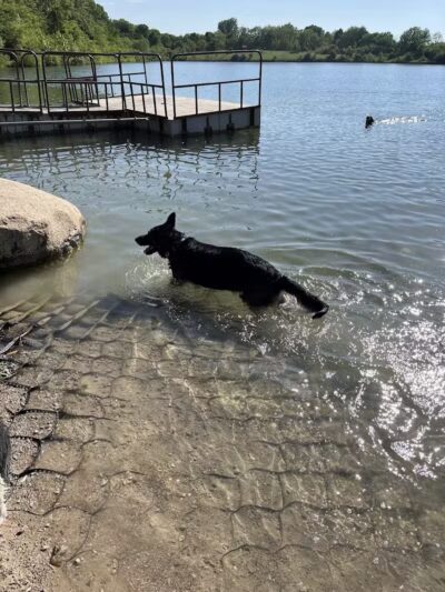 Prairie Oaks Dog Beach - Hilliard, OH
