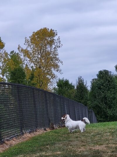 Spindler Dog Park - Hilliard, OH