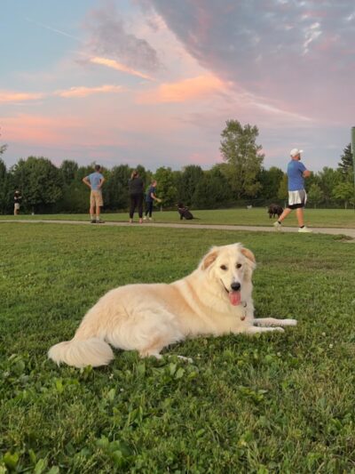 Spindler Dog Park - Hilliard, OH