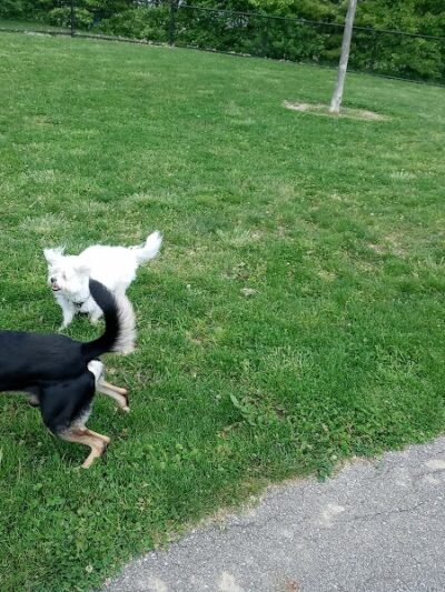 Spindler Dog Park - Hilliard, OH